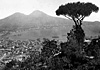L'alloro magico di Virgilio