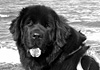Al mare con Fido