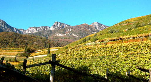 L'arte del vino in Alto Adige