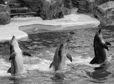 Quando i delfini sognano le balene