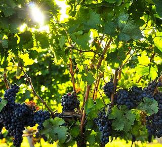 Monaci per gli amanti del buon cibo e del vino Hotel